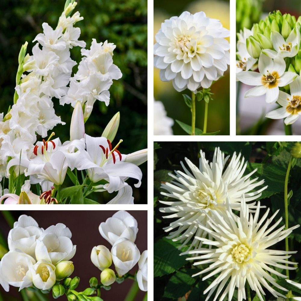 Assortimento Paradio per cespugli main product photo