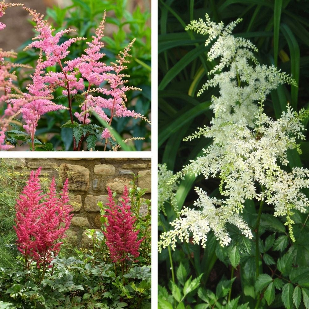 Astilbe in mix main product photo