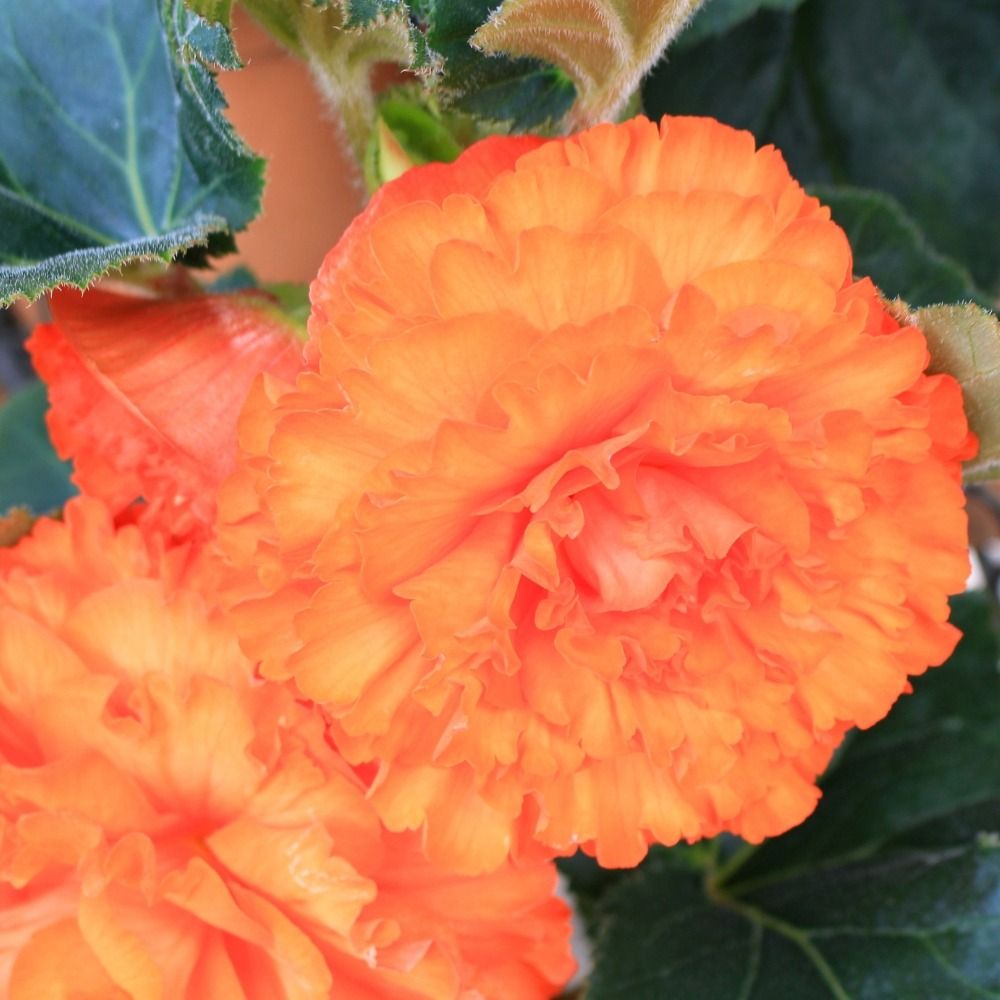 Begonia NON STOP ® Rame main product photo