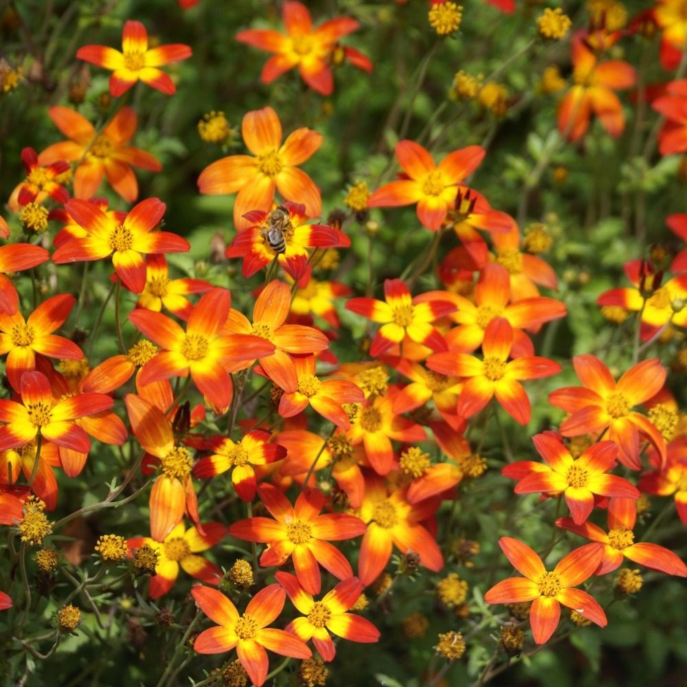 Bidens orange CAMPFIRE TM Nice ‘n Spicy main product photo