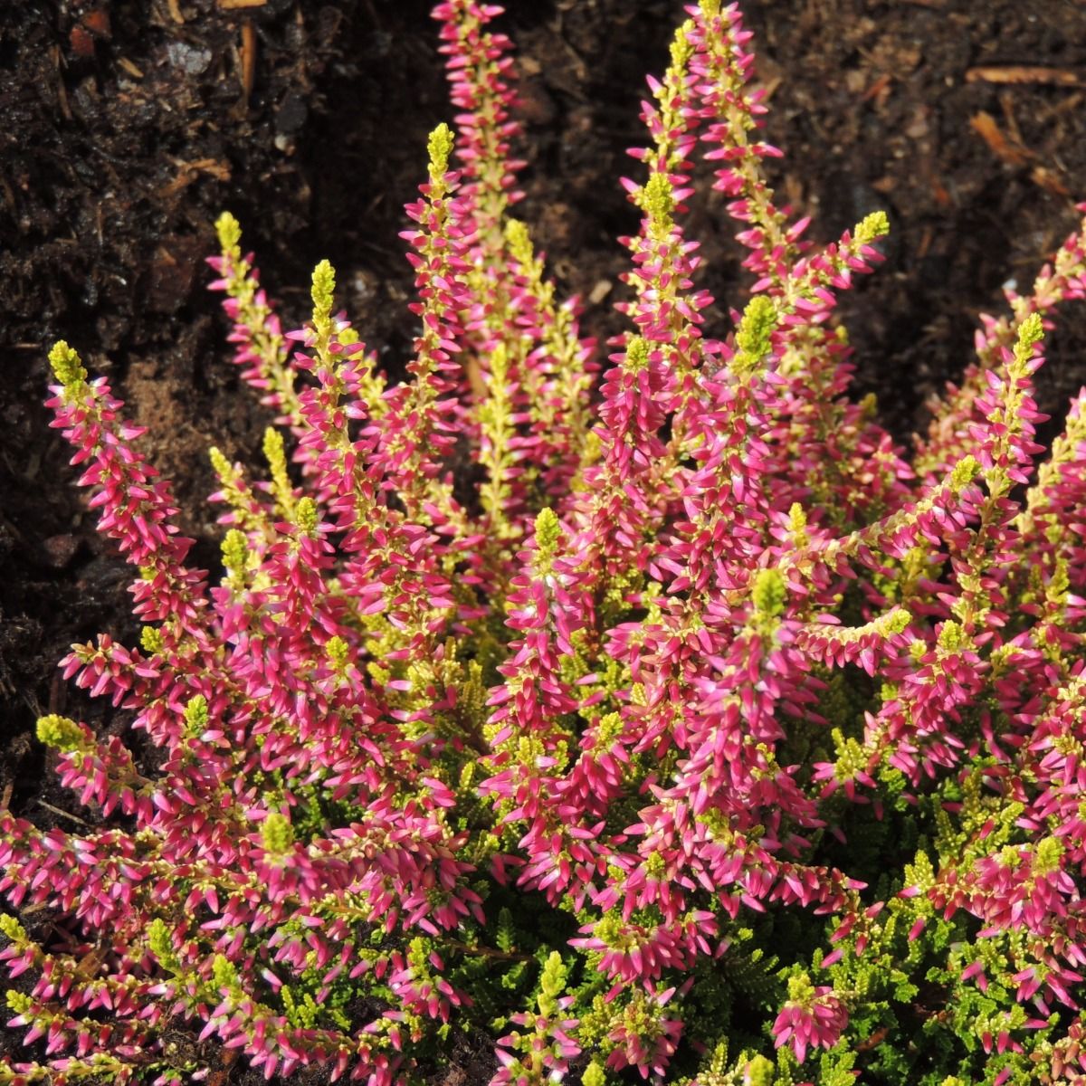 Brugo Golden Angie main product photo