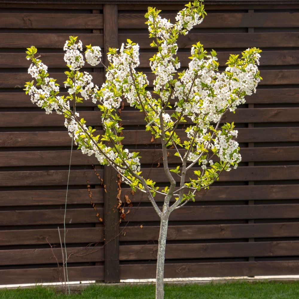 Ciliegio Nano GARDEN BING ® main product photo