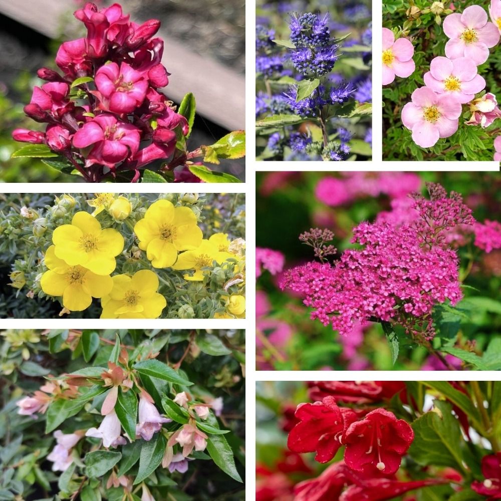 Selezione Siepe fiorita bassa main product photo