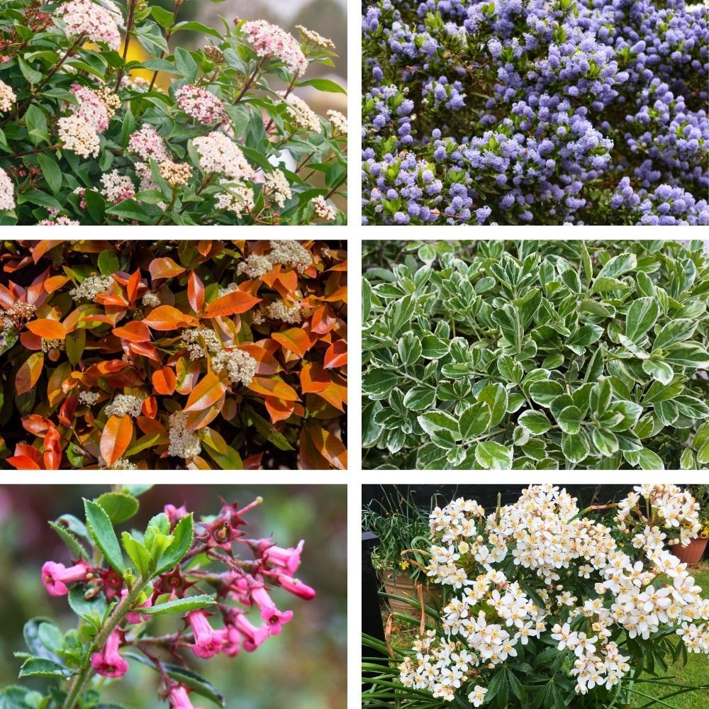 Selezione Siepe Sempreverde main product photo