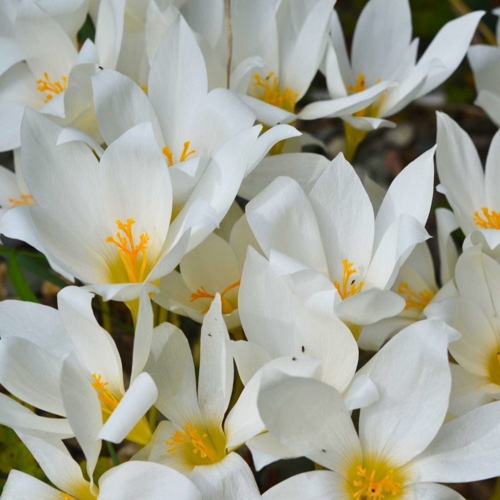 Crocus Speciosus Albus main product photo