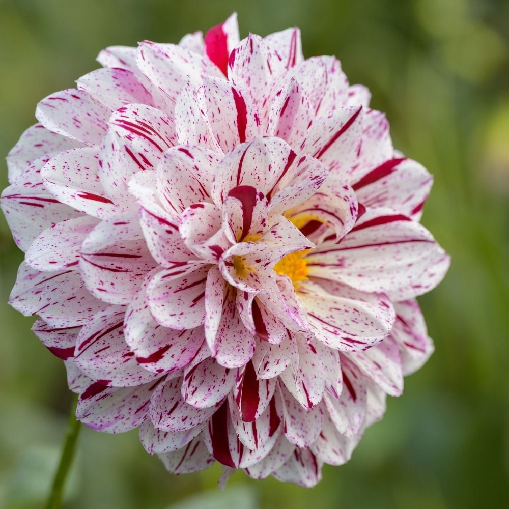 Dahlia Buisson Nain Porthos main product photo