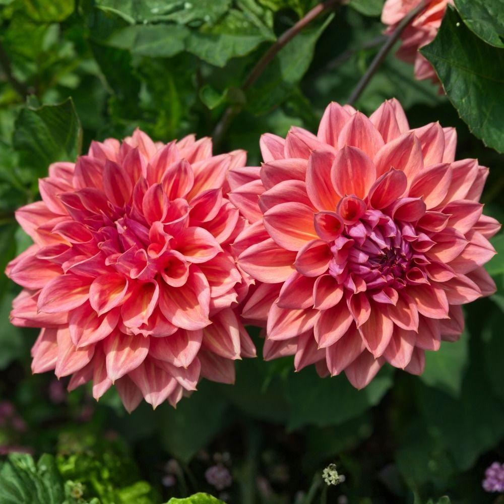 Dalia nana doppia Domaine de Chaumont Sur Loire main product photo