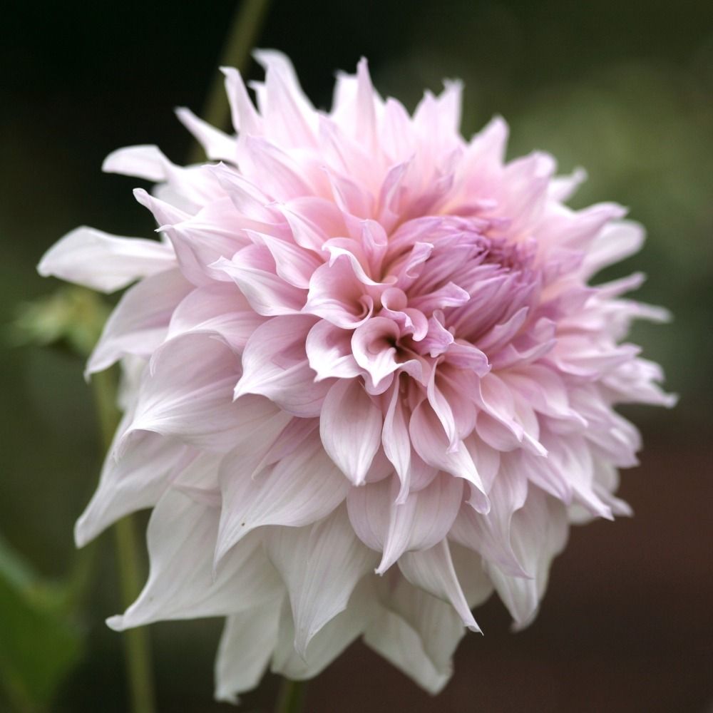 Dahlia décoratif à grandes fleurs XXL Shiloh Noelle main product photo