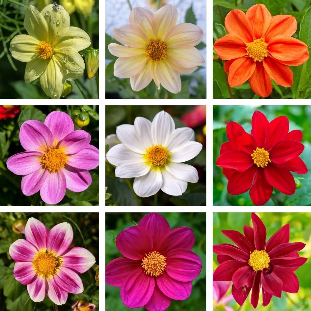 Dalie nane a fiore semplice in mix main product photo