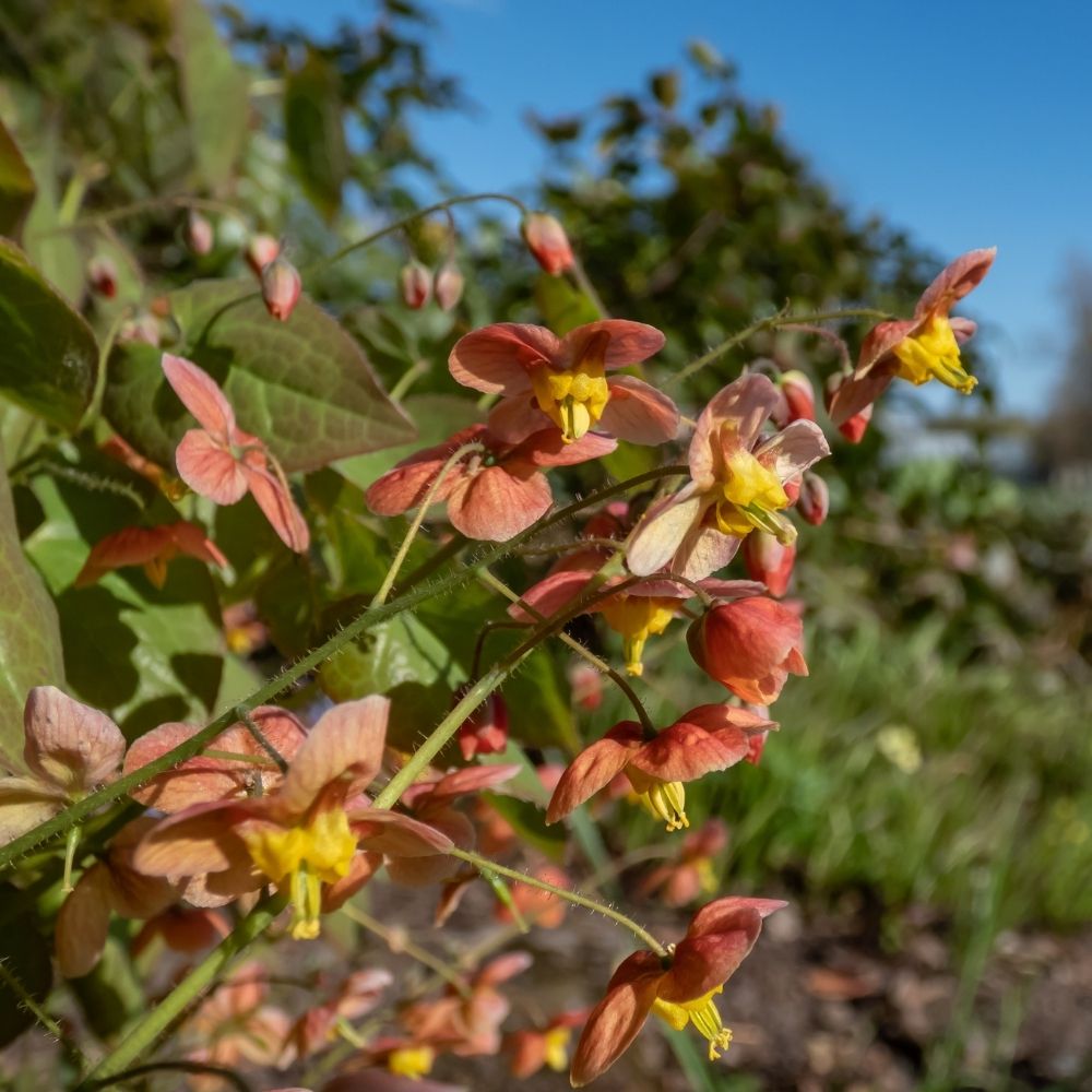 Fiore degli Elfi o Epimedium Orangekönigin main product photo