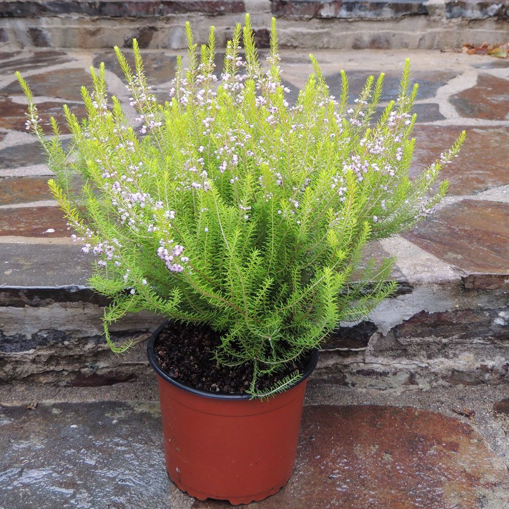 Brugo o Erica griffithsii Valerie griffiths main product photo