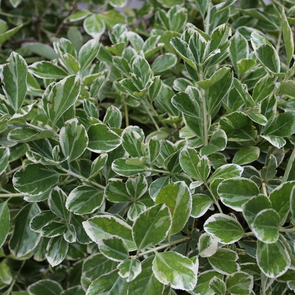 Evonimo del Giappone Bravo main product photo