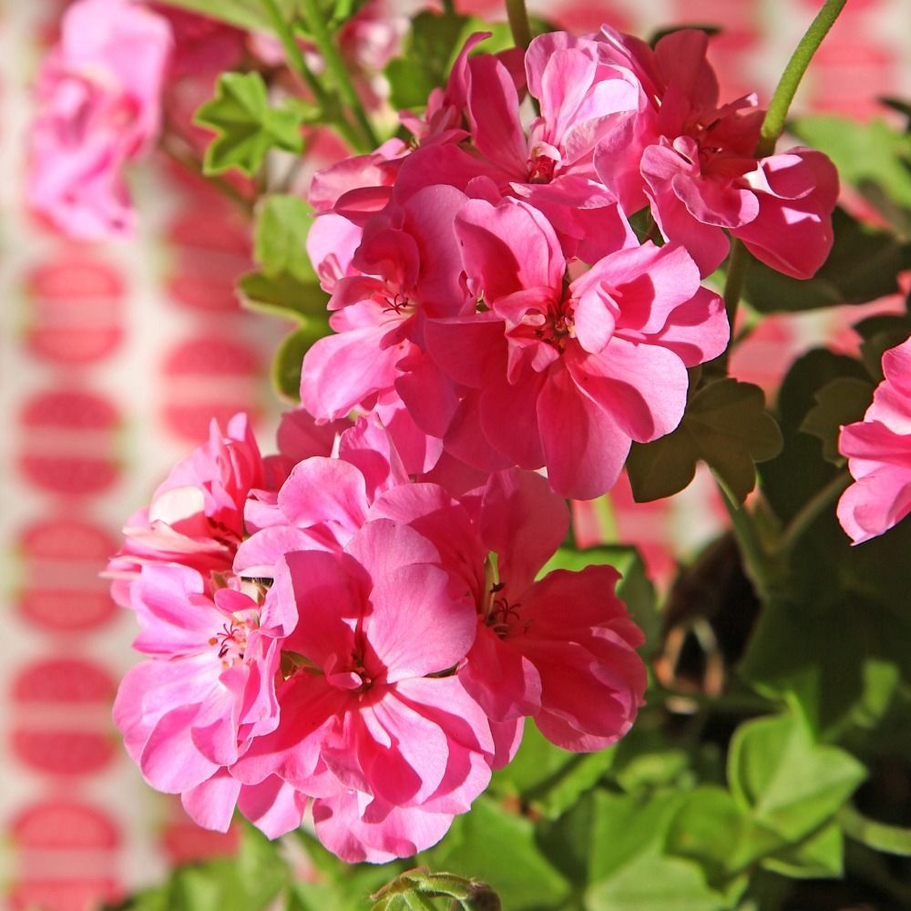 Geranio doppio MARIMBA Fisrimba main product photo