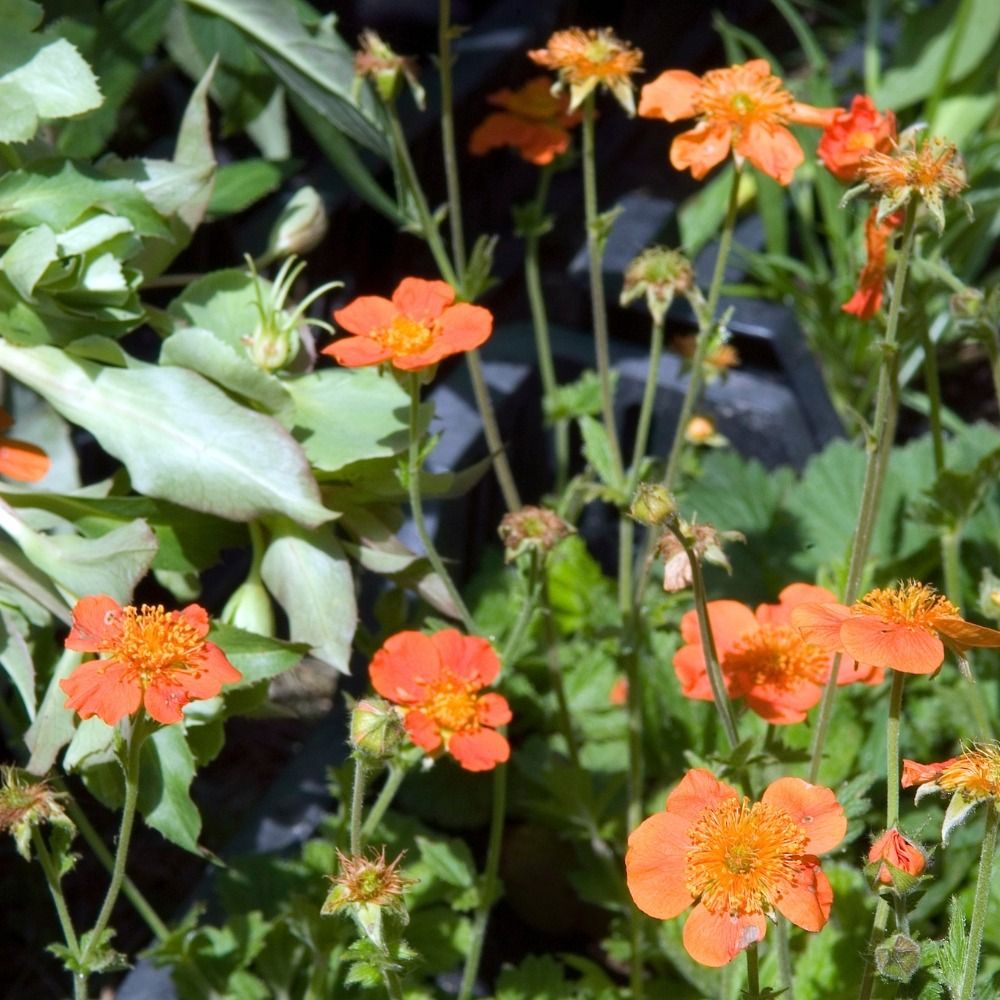 Geum coccineum Borisii main product photo