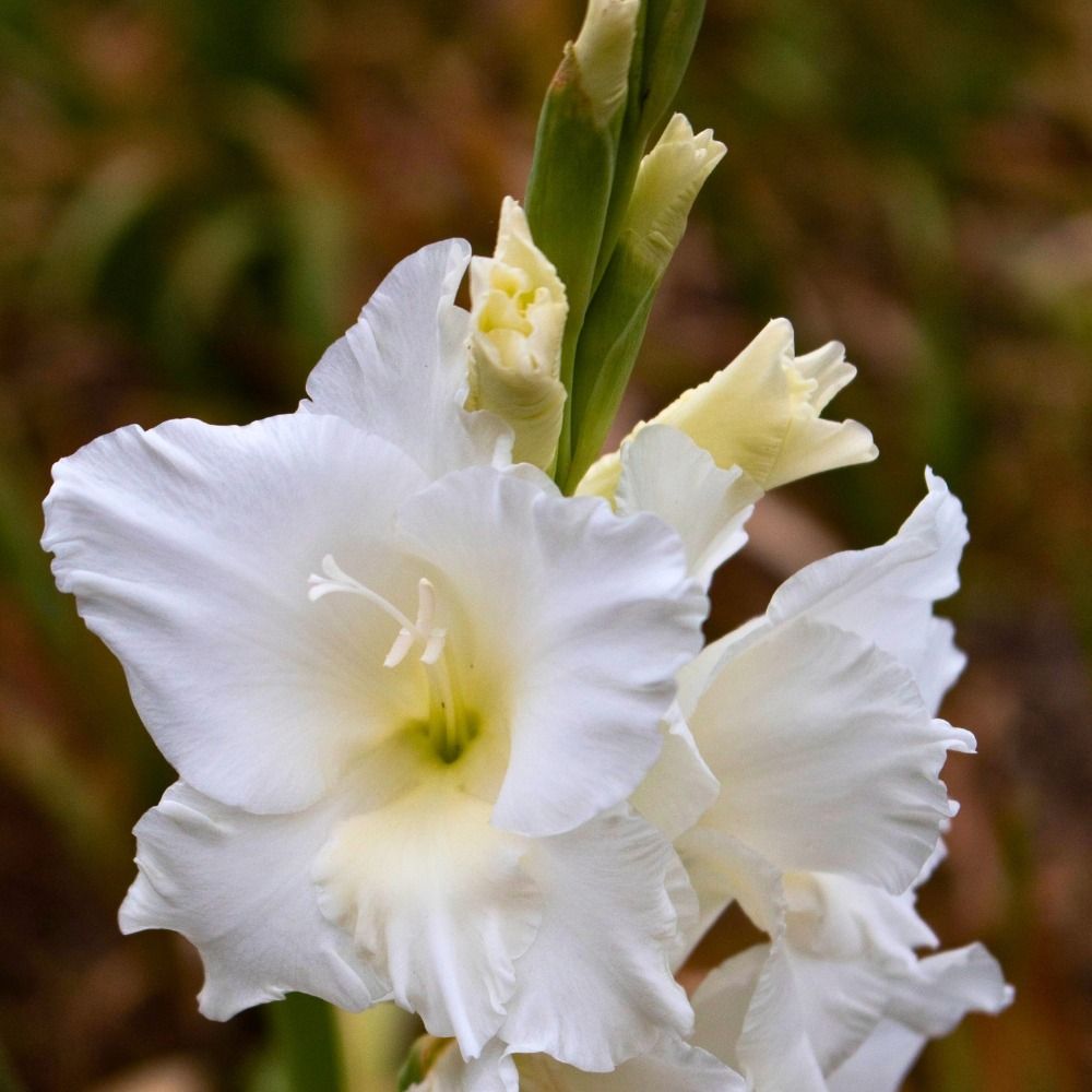 Glaïeul Amsterdam main product photo