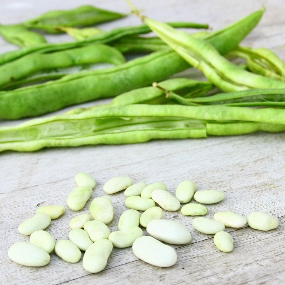 Fagiolo nano bianco precoce main product photo