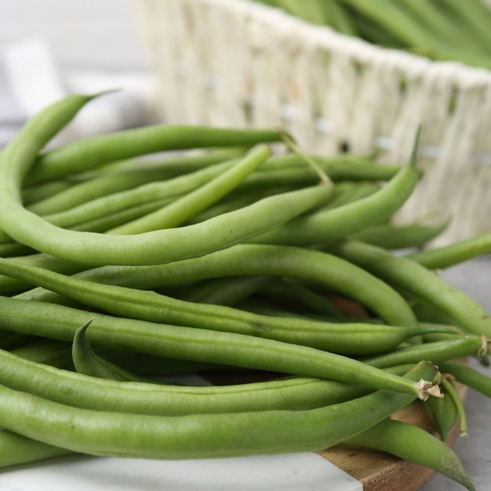 Haricot nain filet sans fil Signal BIO main product photo