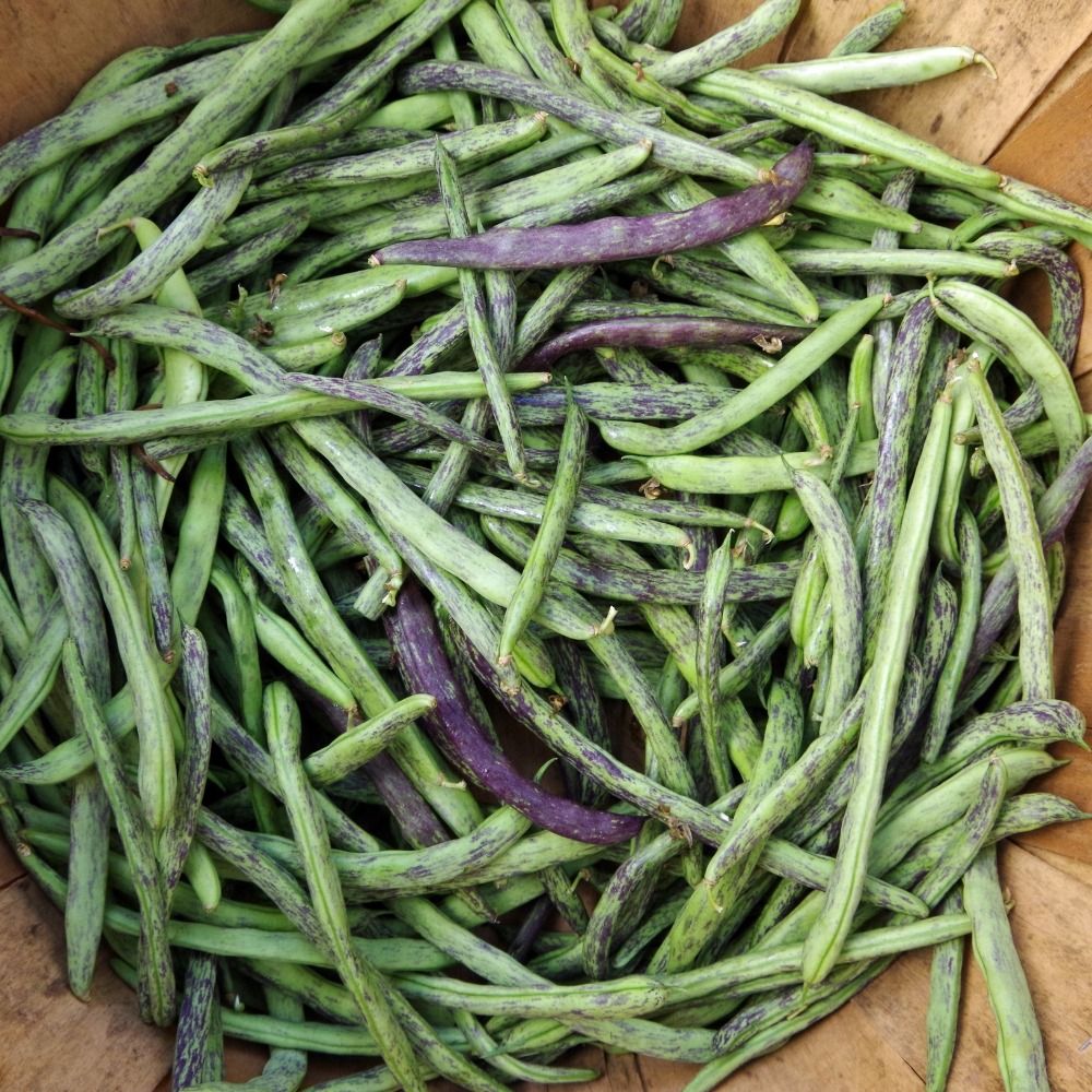 Haricot nain filet Triomphe de Farcy main product photo