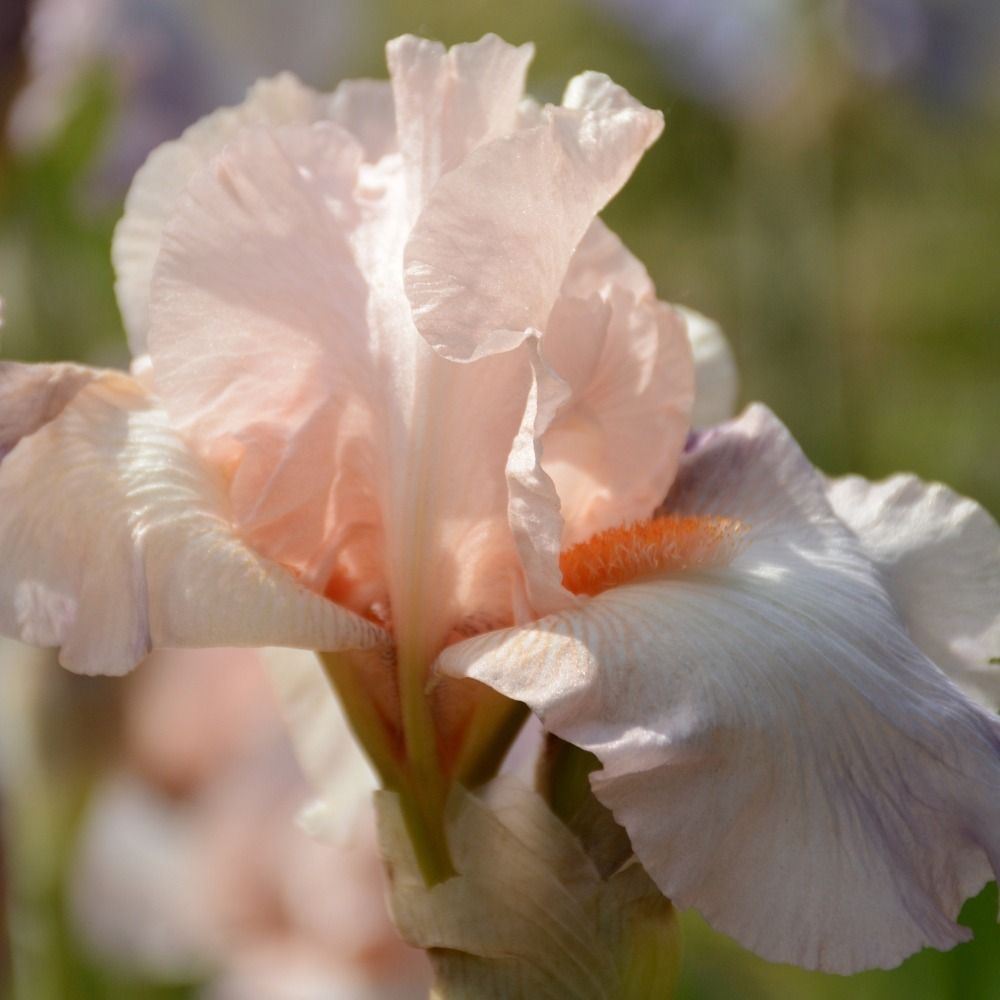 Iris a grandi fiori One désire main product photo