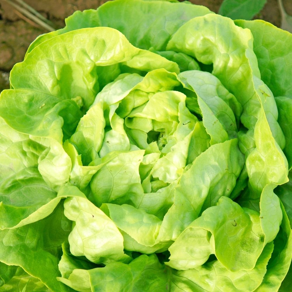 Laitue pommée May Queen BIO main product photo