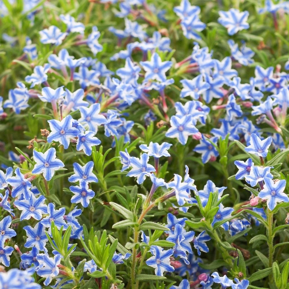 Lithodora Diffusa Star main product photo