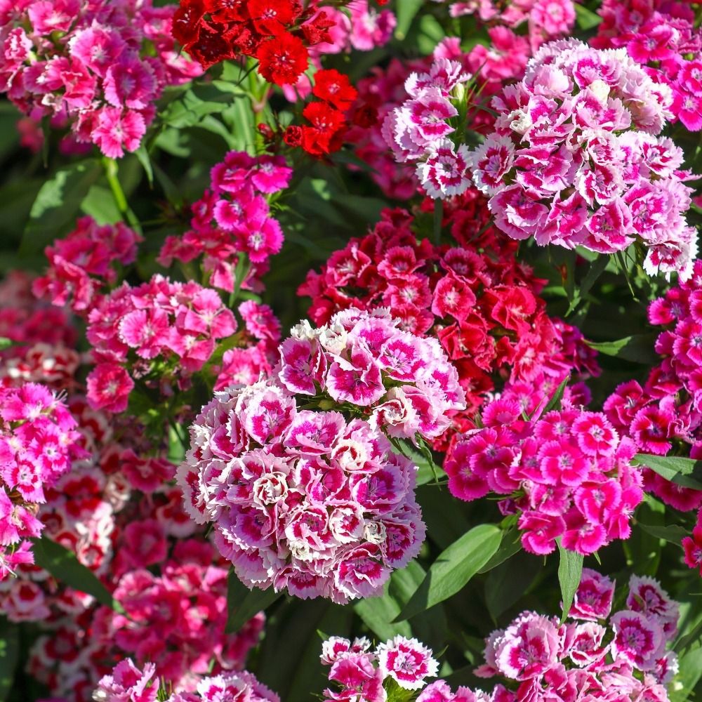 Garofano dei poeti doppi Pationata in mix main product photo