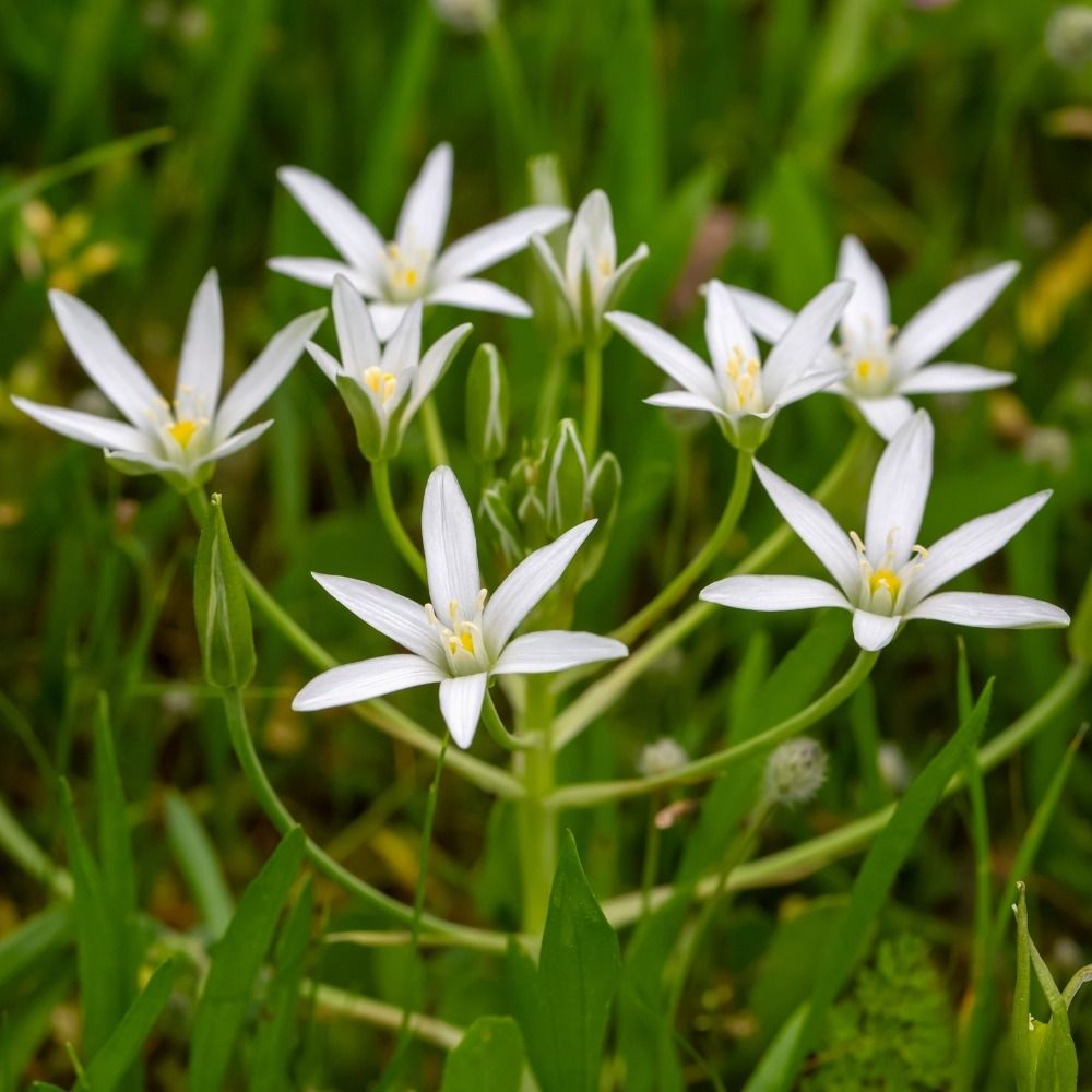 Ornithogalum umbellatum main product photo