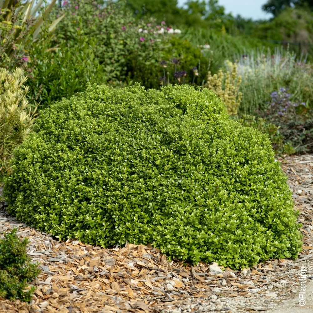 Pittosporum tenuifolium Beach Ball main product photo
