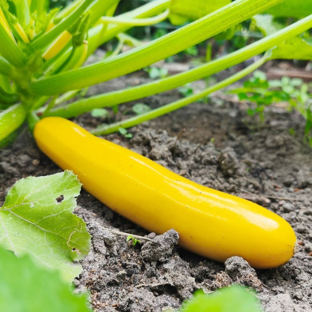 Plant de courgette jaune Sunlight F1 main product photo