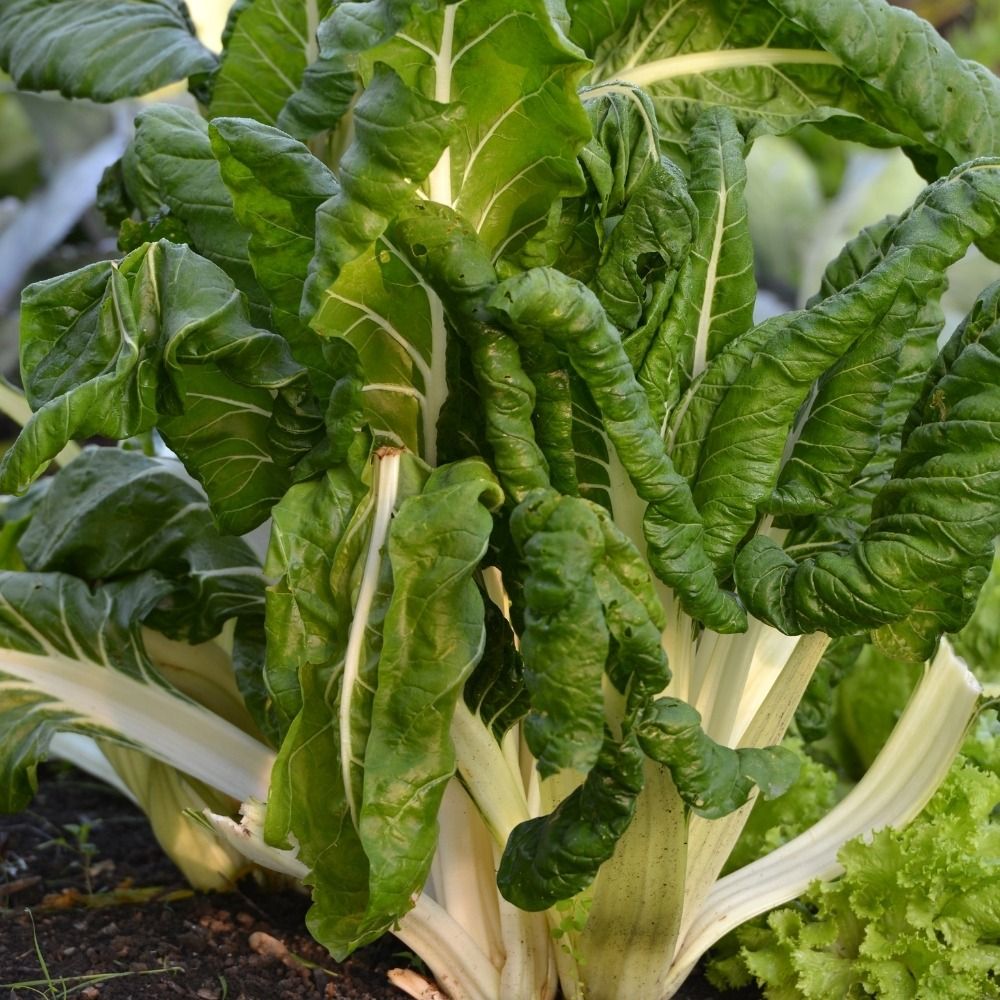 Plant de Poirée verte à carde blanche Ampuis main product photo