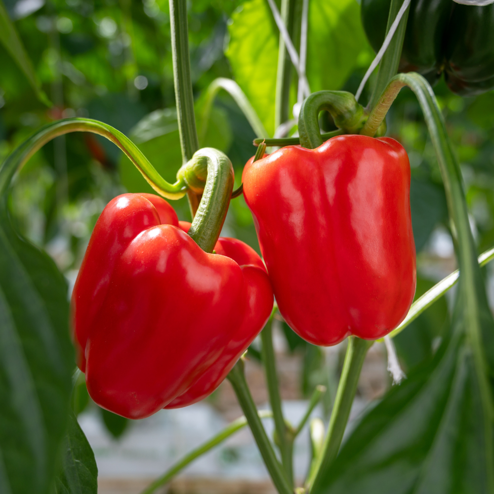 Pianta di Peperone Campero H F1 main product photo