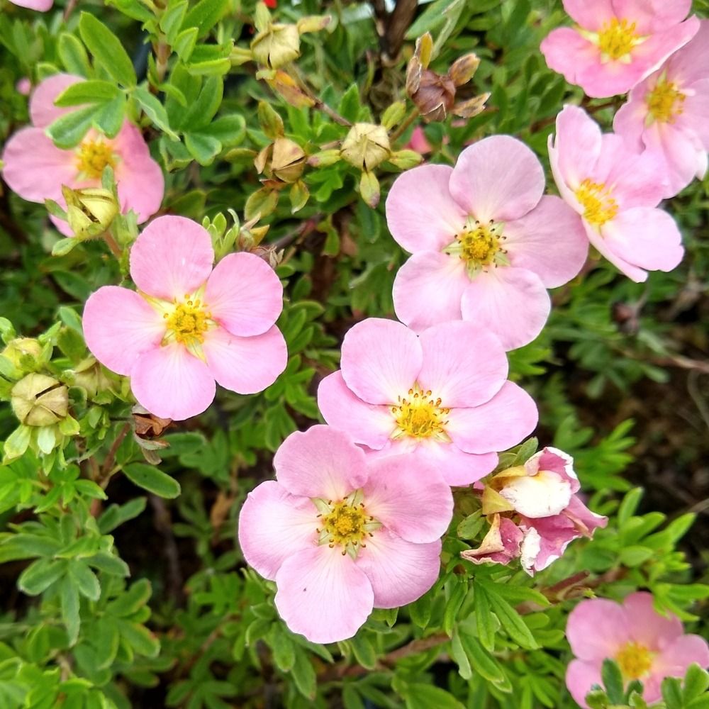 Potentilla LOVELY PINK ® Pink Beauty main product photo
