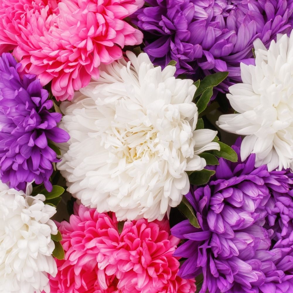 Astro della Cina Beauté in mix La bustina main product photo