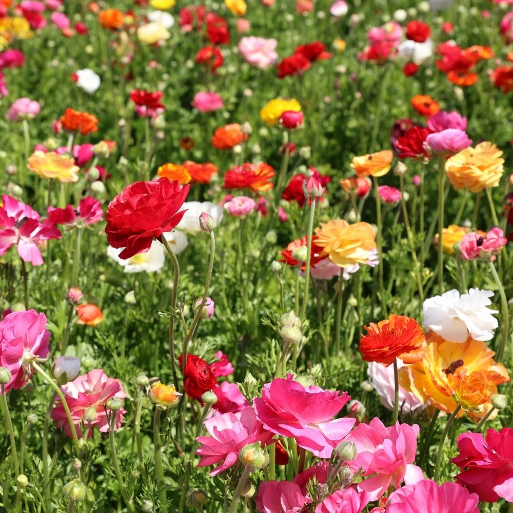 Ranuncoli in mix main product photo