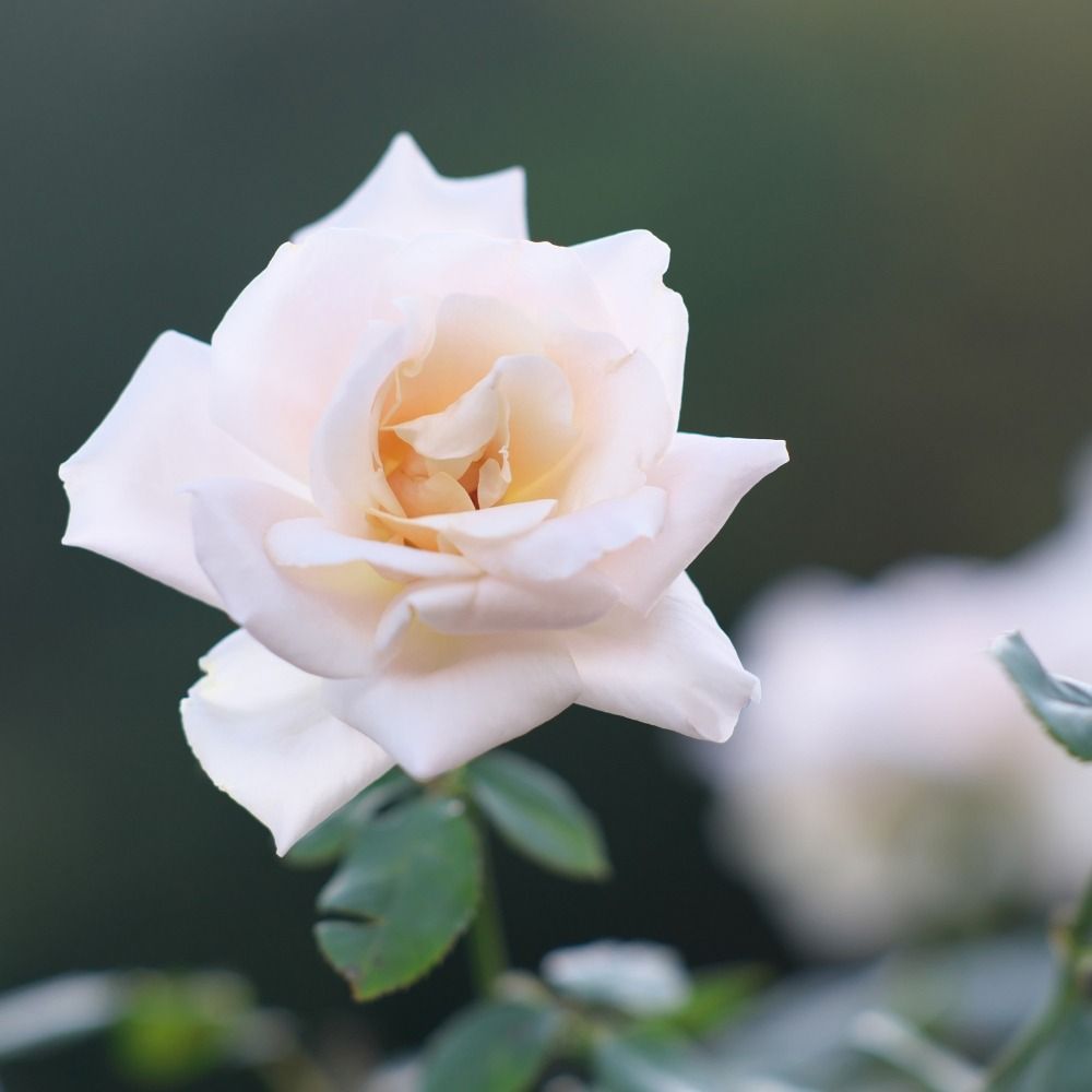Rosier à grandes fleurs Michele Meilland main product photo