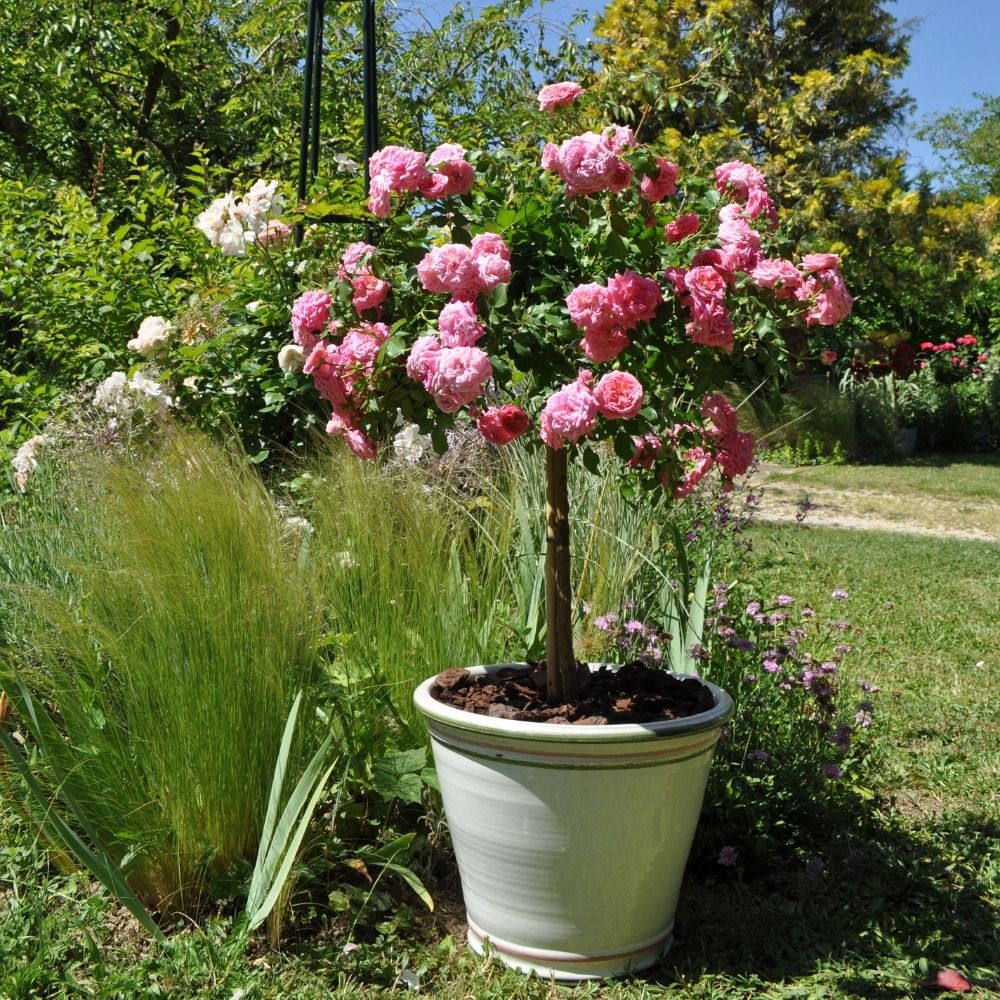 Rosa paesaggistica Sweet Drift® Meiswetdom main product photo