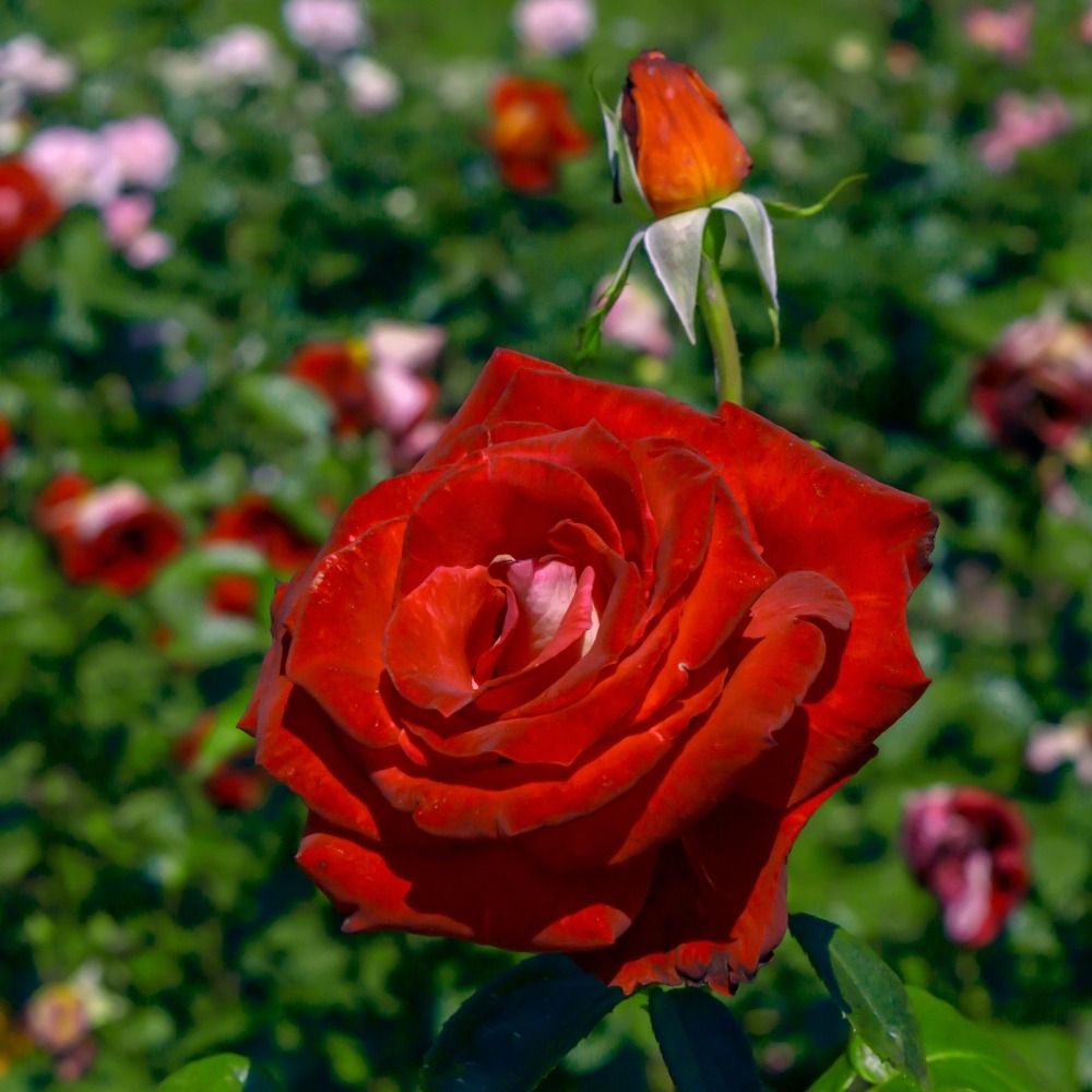 Rosa a cespuglio Bicolette main product photo