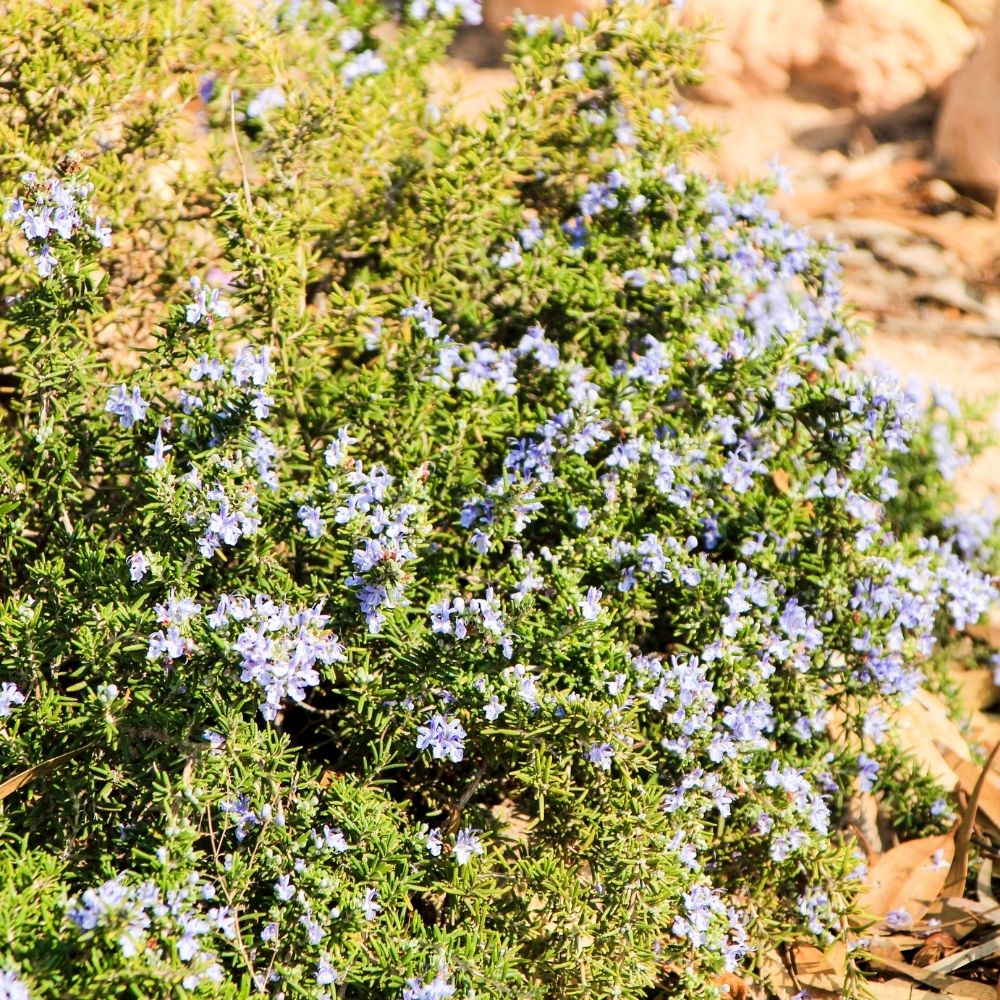 Rosmarino - Salvia rosmarinus prostratus main product photo