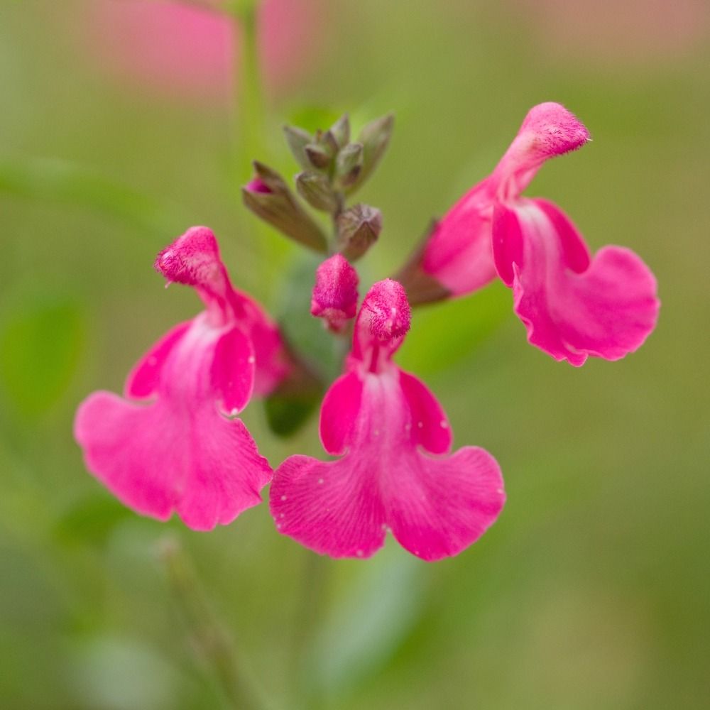 Salvia arbustiva rosa o Salvia greggii MIRAGE TM Pink main product photo