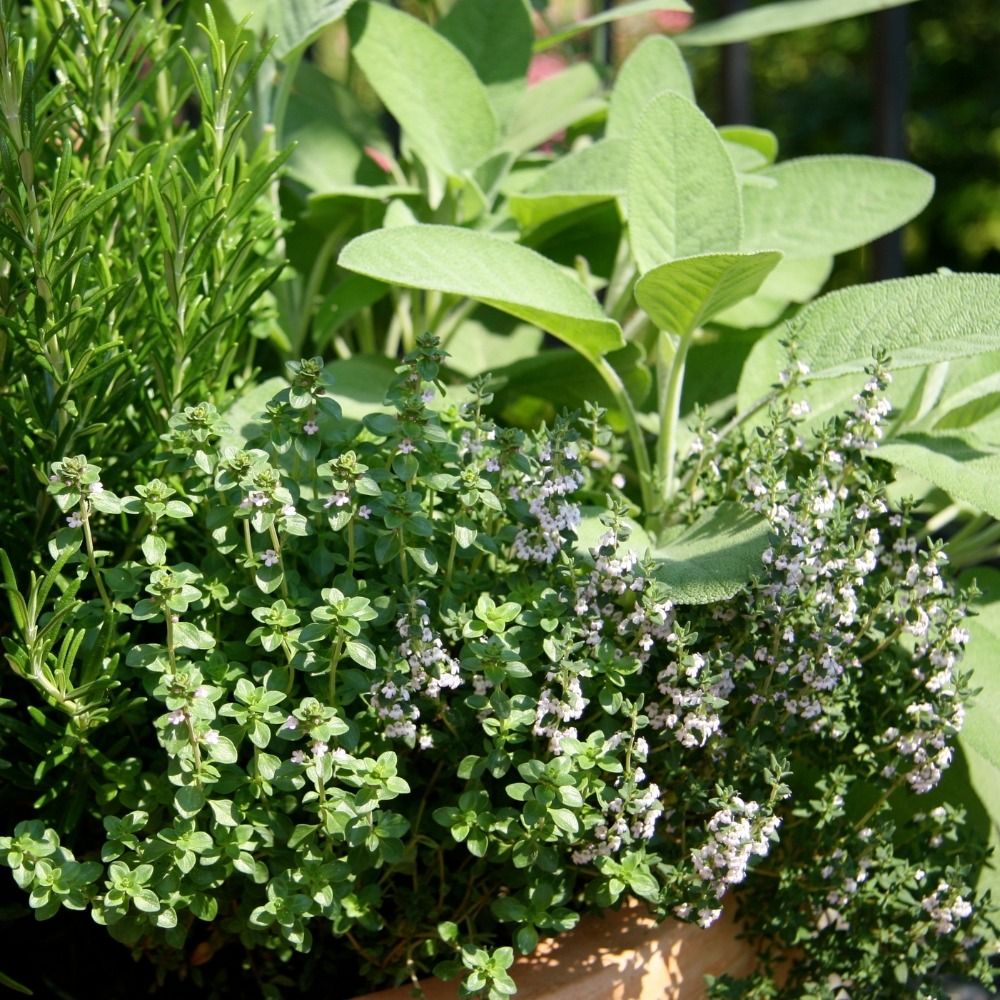 Timo officinale BIO per Giardini Indoor main product photo