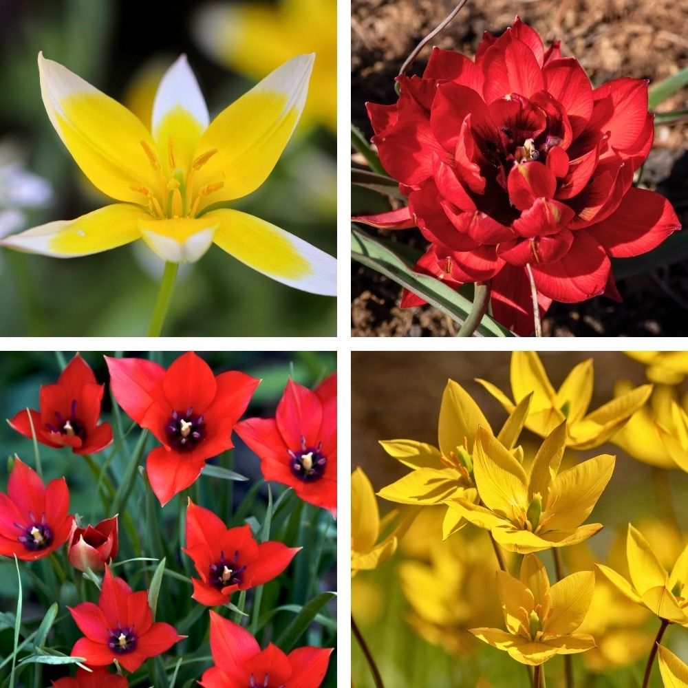 Tulipano nani mix La Folie main product photo