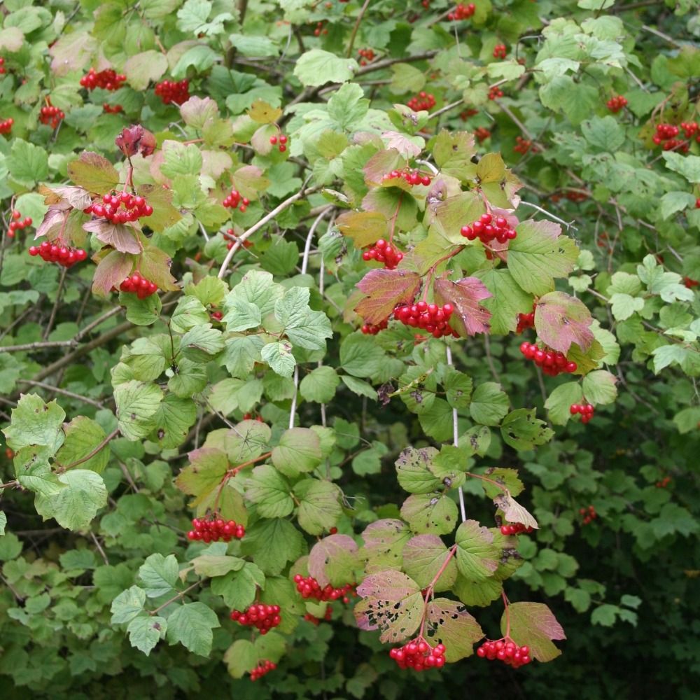 Viburnum Opulus main product photo