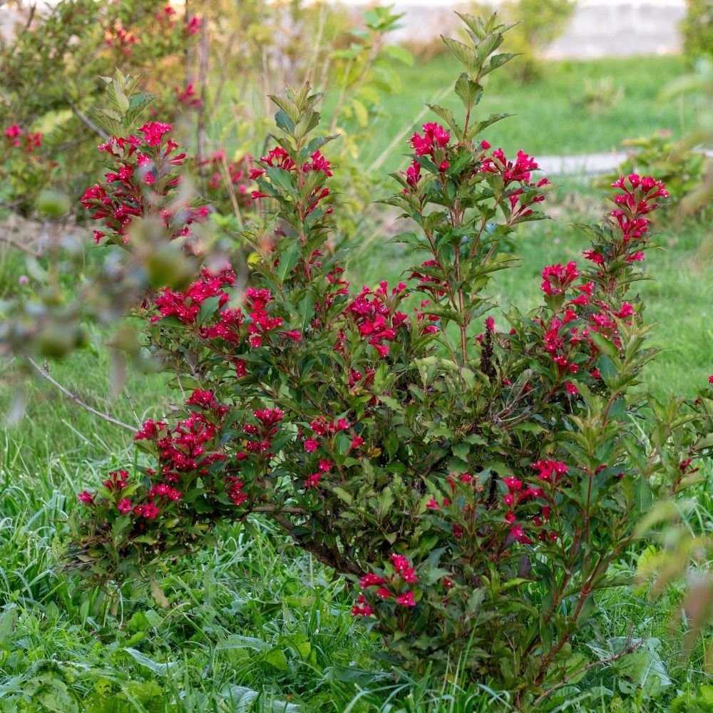 Weigelia NAIN ROUGE ® Courtanin main product photo