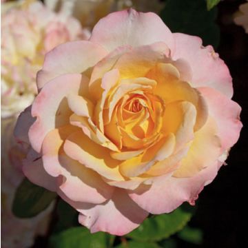 Rosa Virna Lisi ® Meimouvie