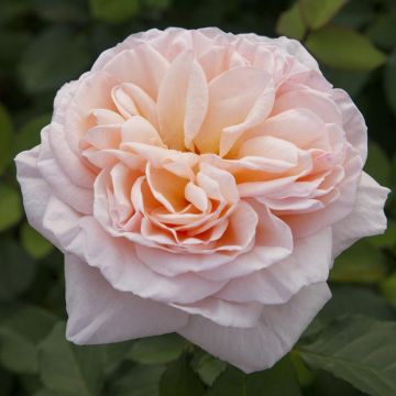 Rosa Belle Romantica ® Meigapencey