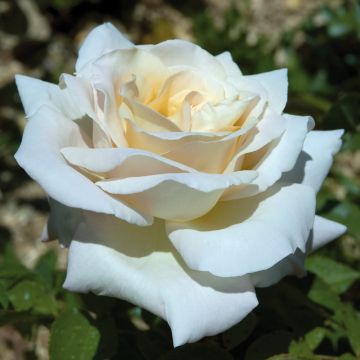 Rosa Jardins de Bagatelle ® Meimafris