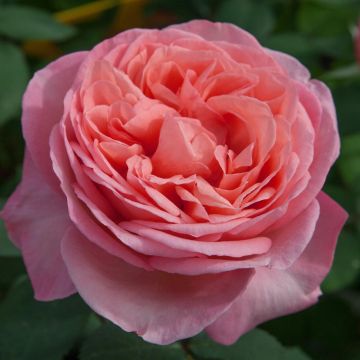 rose Mademoiselle MEILLAND ® Meinostair