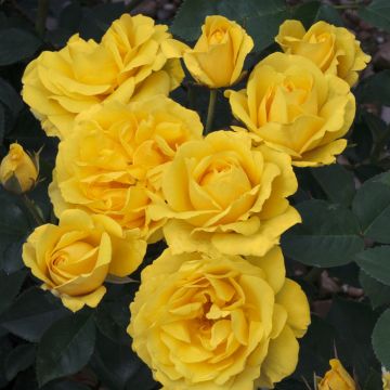 Rosa Carte d'Or ® Meidresia