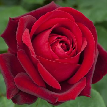 Rosa rampicante Edith Piaf ® Meiramboysar