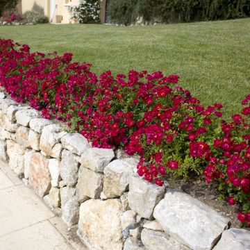 Rosa Red Drift ® Meigalpio